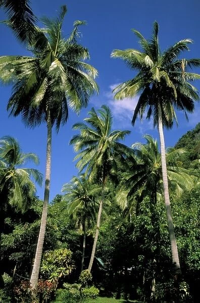 Asia, Thailand, Krabi. East Railay Beach, coconut palm