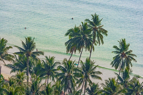 Asia, Thailand. Palm trees on Koh Chang, South of Bangkok, in Gulf of Thailand