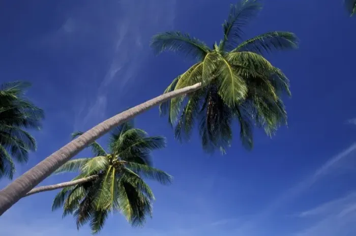 Framed Print : Asia, Thailand, Phuket. Palm trees Framed Print : Asia, Thailand, Phuket. Palm trees