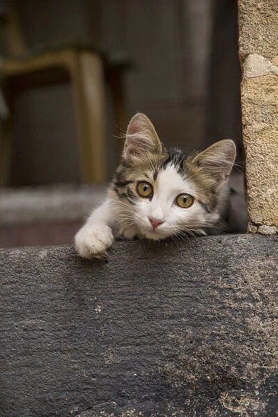 Asia, Turkey, Gaziantep, kitten peeks out from doorway