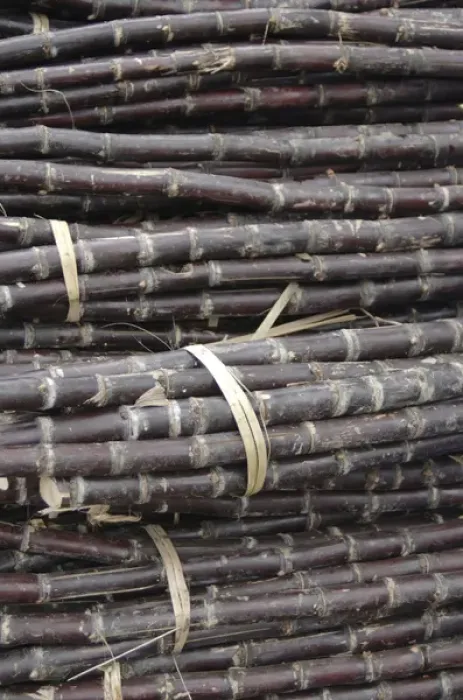 Framed Print : Asia, Vietnam. Bundled sugar cane for sale at the Dong Ba Market, Hue, Thua Thiena'Hue Framed Print : Asia, Vietnam. Bundled sugar cane for sale at the Dong Ba Market, Hue, Thua Thiena'Hue