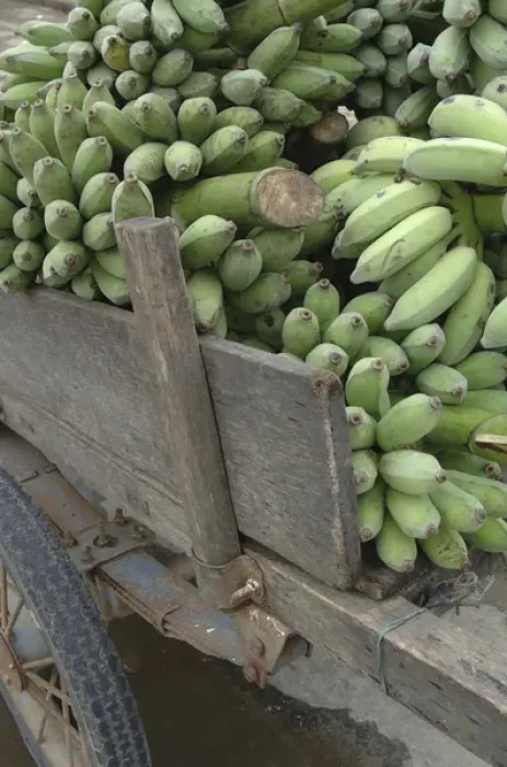 Framed Print : Asia, Vietnam. Green bananas on an old wooden cart, Hoi An, Quang Nam Province
