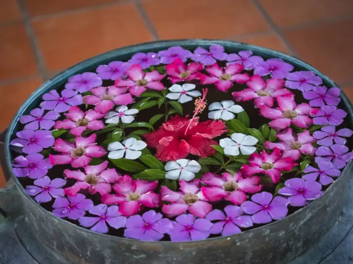 Framed Print : Asia, Vietnam, Mui Ne. Red, white, pink, and purple flowers floating in a bowl of water