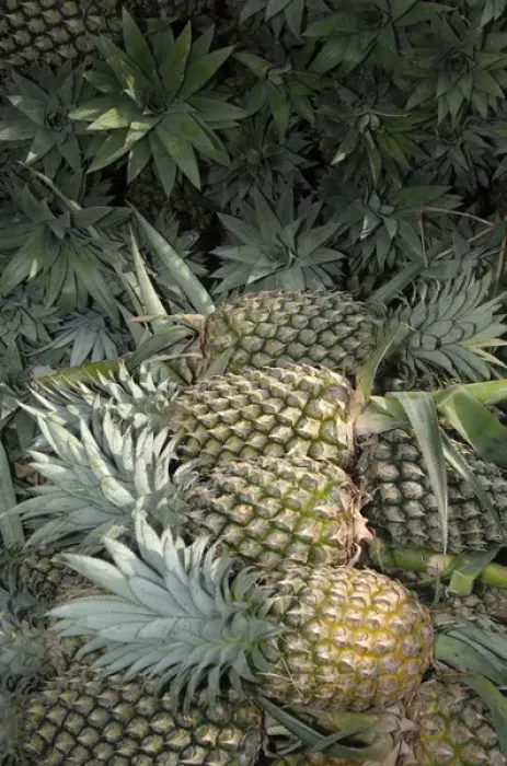 Framed Print : Asia, Vietnam. Pineapples in the hold of a Mekong River boat, Can Tho Framed Print : Asia, Vietnam. Pineapples in the hold of a Mekong River boat, Can Tho