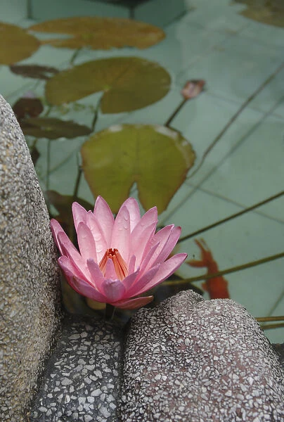 Asia, Vietnam. Water lily in a temple pond, Phouc Kien Assembly Hall, Hoi An, Quang