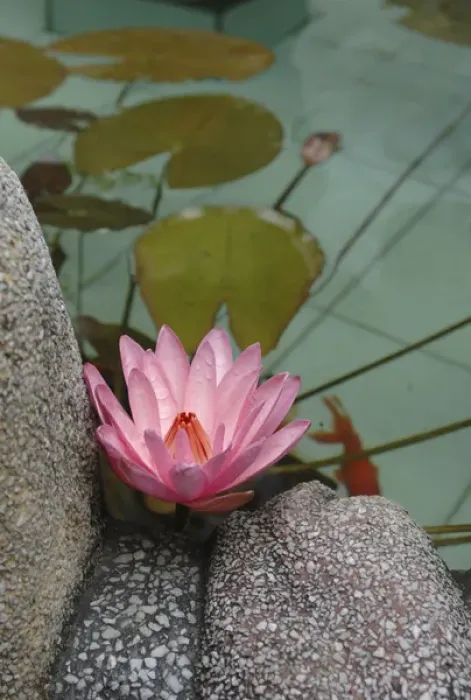 Framed Print : Asia, Vietnam. Water lily in a temple pond, Phouc Kien Assembly Hall, Hoi An, Quang Framed Print : Asia, Vietnam. Water lily in a temple pond, Phouc Kien Assembly Hall, Hoi An, Quang