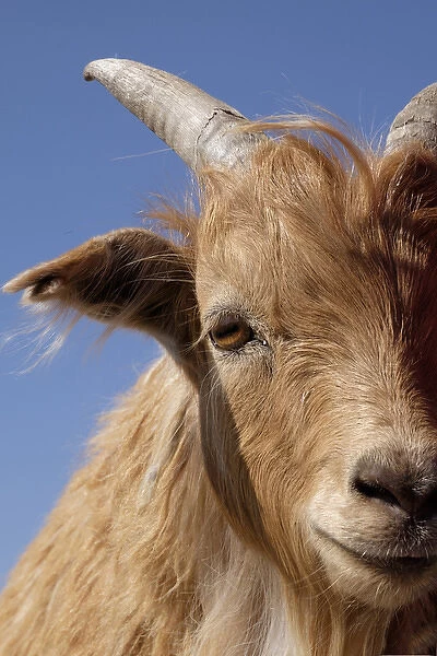 Asia, Western Mongolia. Inner Mongolian Cashmere goat adapts well to desert and semidesert