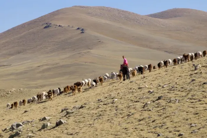 Framed Print : Asia, Western Mongolia, young female Goat herders on horseback. Editorial Only