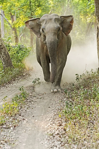 Asian Elephant charging. Corbett National Park, India