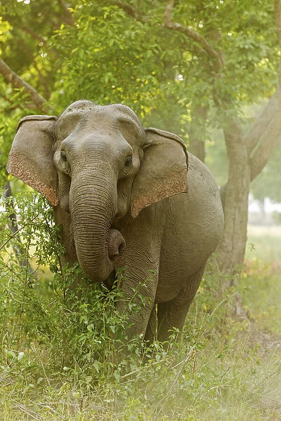 Asian Elephant on the edge of forest. Corbett National Park, India