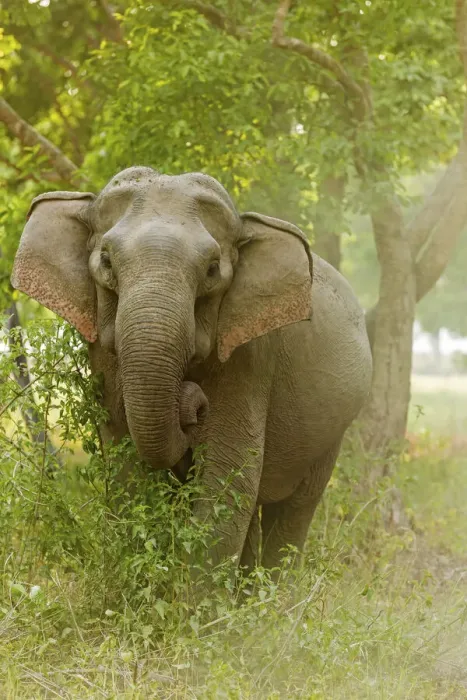 Framed Print : Asian Elephant on the edge of forest. Corbett National Park, India Framed Print : Asian Elephant on the edge of forest. Corbett National Park, India