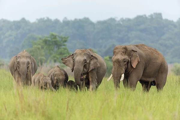 Asian Elephant family, Corbett National Park, India