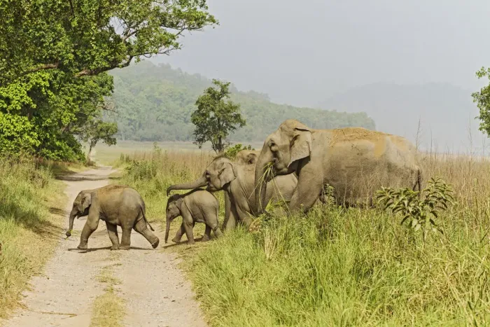 Framed Print : Asian Elephant family crossing the jungle track. Corbett National Park, India