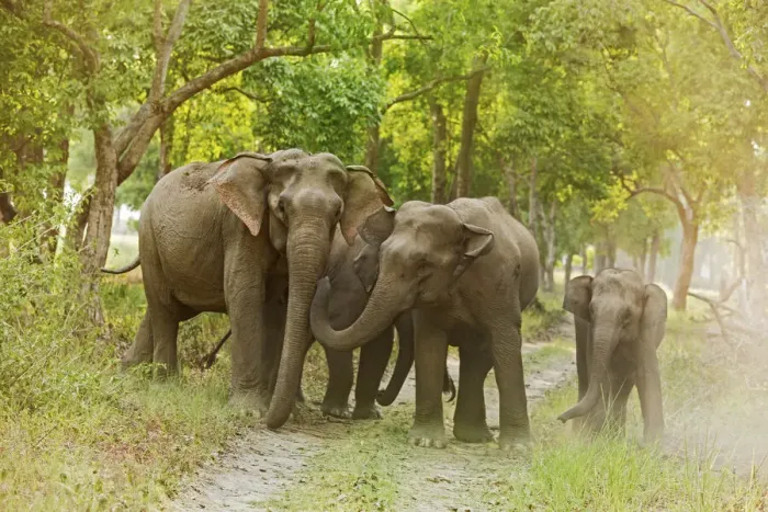 Framed Print : Asian Elephant family on the jungle track. Corbett National Park, India