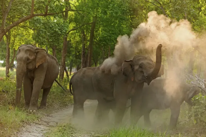Framed Print : Asian Elephant taking dust bath. Corbett National Park, India Framed Print : Asian Elephant taking dust bath. Corbett National Park, India