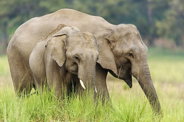 Asian Elephants, Corbett National Park, India