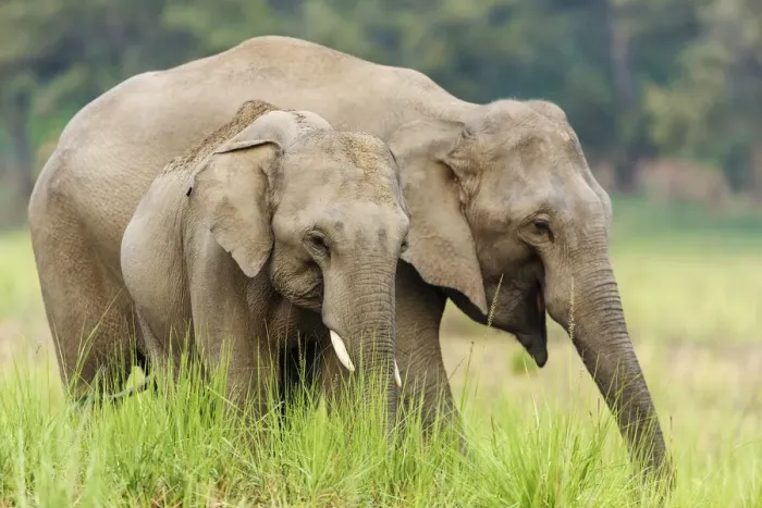 Framed Print : Asian Elephants, Corbett National Park, India Framed Print : Asian Elephants, Corbett National Park, India