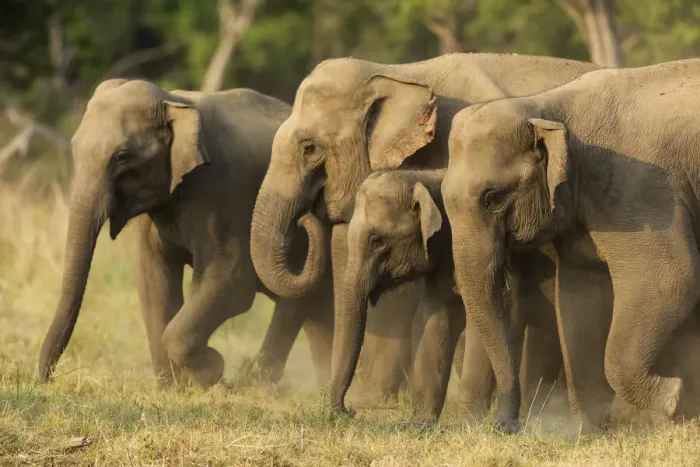 Framed Print : Asian elephants, small herd, Corbett National Park, India