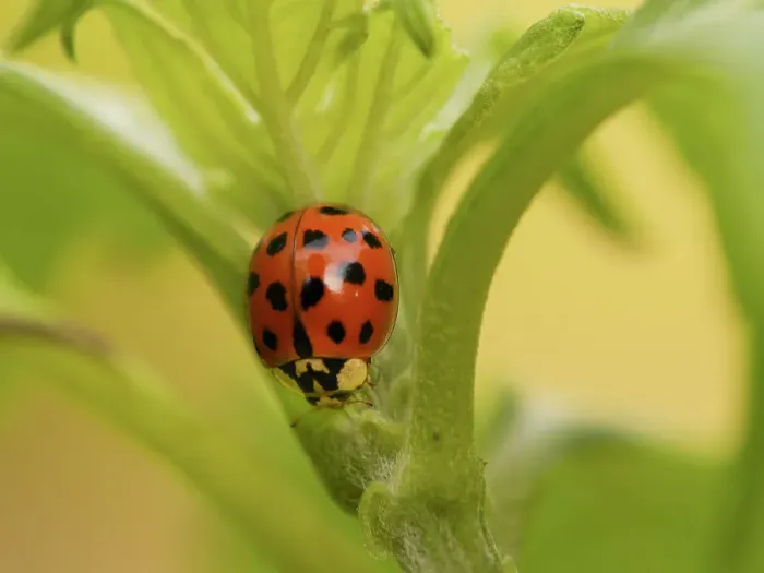 Framed Print : Asian lady beetle, sometimes called Halloween beetle because it often invades homes in October, Southern Florida