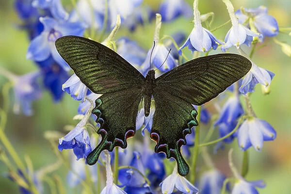 Asian Swallowtail Butterfly, Papilio syfanius