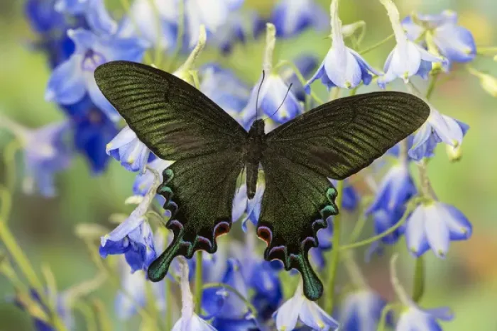 Framed Print : Asian Swallowtail Butterfly, Papilio syfanius Framed Print : Asian Swallowtail Butterfly, Papilio syfanius