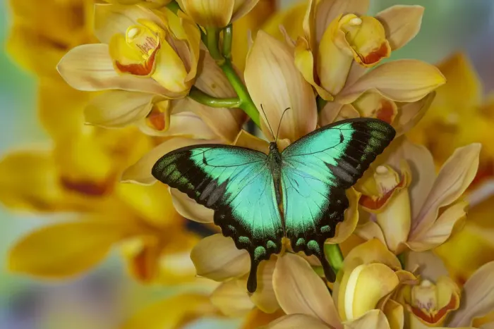 Framed Print : Asian swallowtail, Papilio larquinianus, butterfly on large golden cymbidium orchid