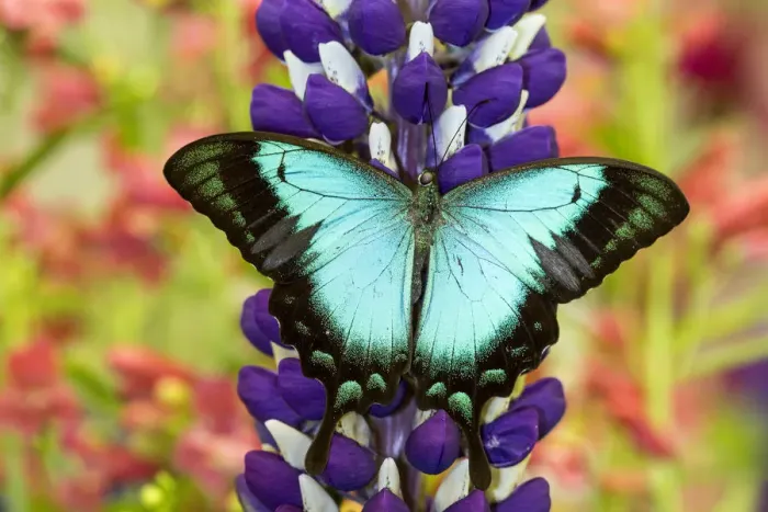 Framed Print : Asian tropical swallowtail butterfly, Papilio larquinianus on lupine, Bandon, Oregon Framed Print : Asian tropical swallowtail butterfly, Papilio larquinianus on lupine, Bandon, Oregon