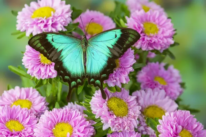 Framed Print : Asian tropical swallowtail butterfly Papilio larquinianus on pink flowering mums Framed Print : Asian tropical swallowtail butterfly Papilio larquinianus on pink flowering mums