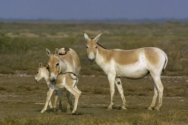 Asiatic Wild Ass (Equus hemionus khur). Rann of Kutch. Gujarat. SW INDIA