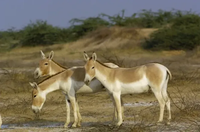 Framed Print : Asiatic Wild Ass (Equus hemionus khur). Rann of Kutch. Gujarat. SW INDIA