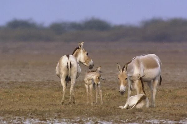 Asiatic Wild Ass (Equus hemionus khur). Rann of Kutch. Gujarat. SW INDIA