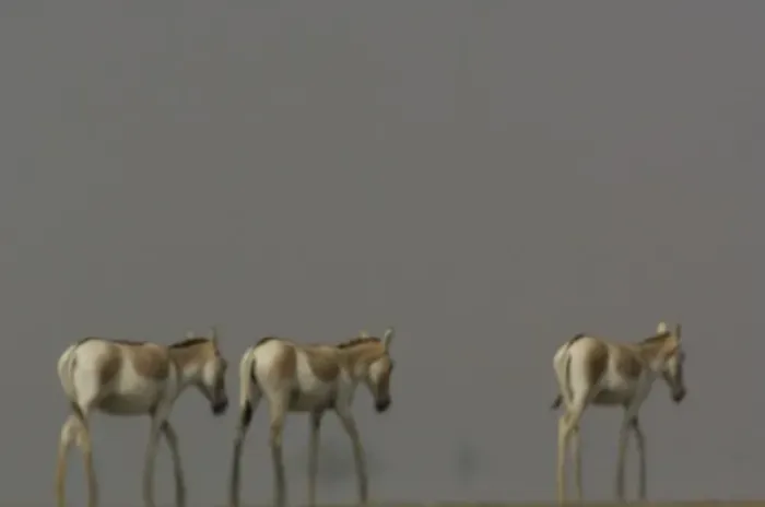 Framed Print : Asiatic Wild Ass (Equus hemionus khur) in mirage & heat haze. Rann of Kutch. Gujarat