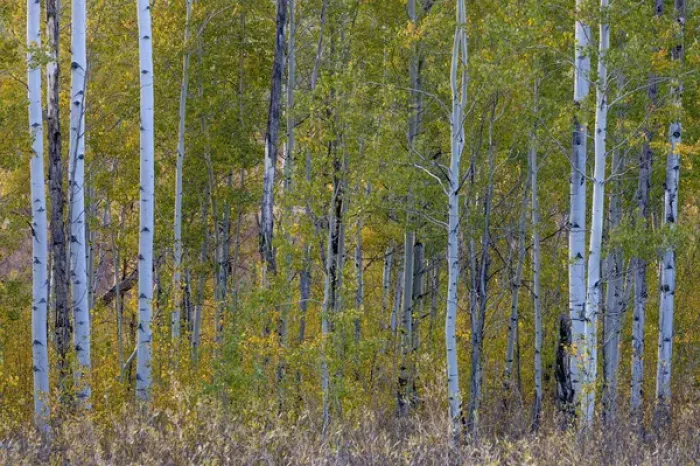 Framed Print : Aspen in autumn. Grand Teton National Park. Wyoming Framed Print : Aspen in autumn. Grand Teton National Park. Wyoming