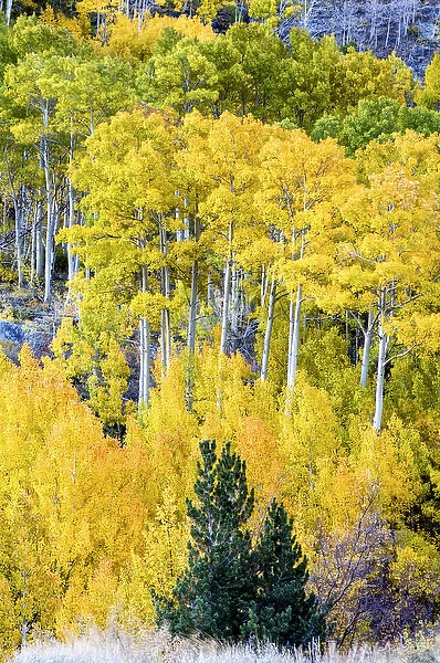Aspen Fall foliage, Eastern Sierra foothills, California, US