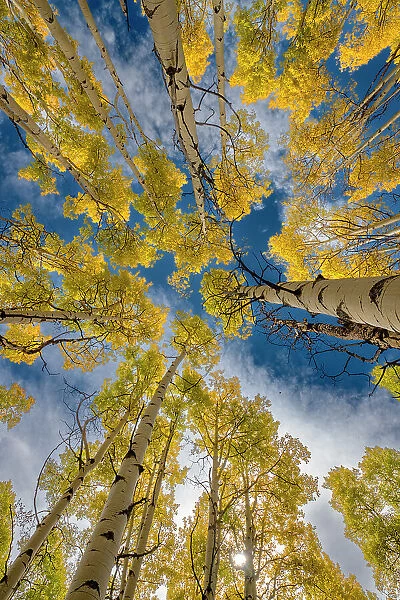 Aspen forest in Colorado, Walden, USA