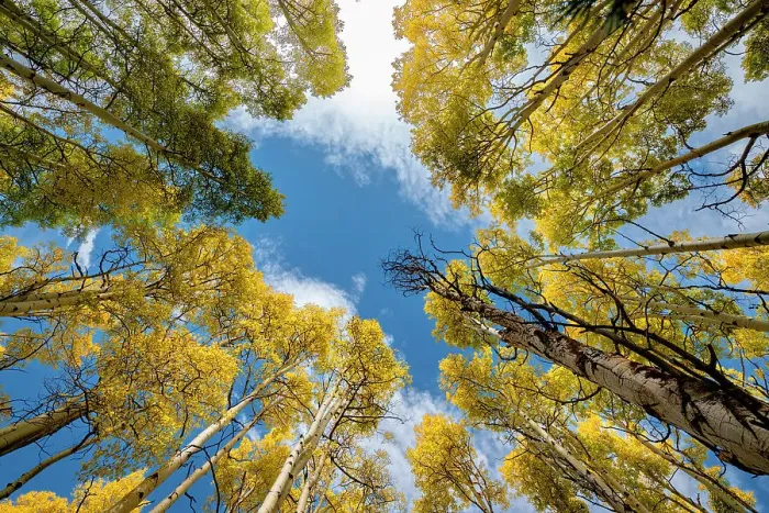 Framed Print : Aspen forest provides a piece of heaven, Colorado, Walden, USA Framed Print : Aspen forest provides a piece of heaven, Colorado, Walden, USA