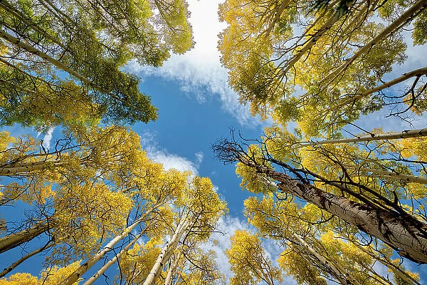 Aspen forest provides a piece of heaven, Colorado, Walden, USA