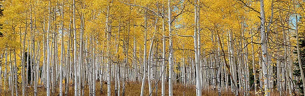 Aspen grove in fall glows in this image. Rocky Mountains, Colorado, USA