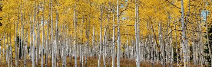 Framed Print : Aspen grove in fall glows in this image. Rocky Mountains, Colorado, USA Framed Print : Aspen grove in fall glows in this image. Rocky Mountains, Colorado, USA