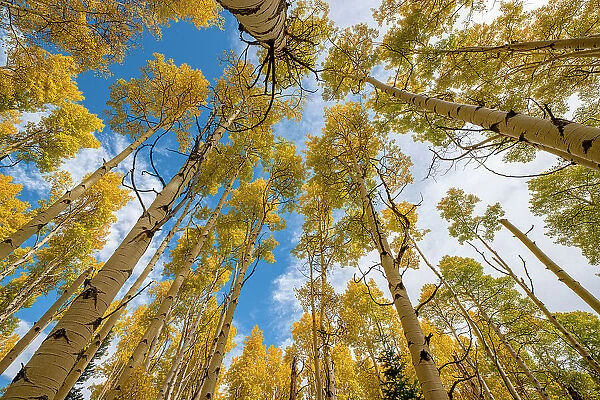 Aspen grove in fall, in the Rockies, Colorado, USA