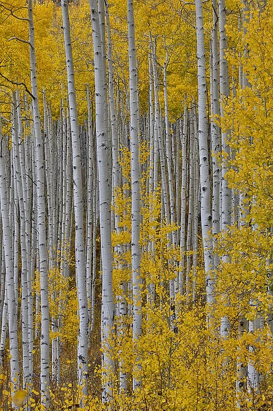 Aspen Grove in glowing golden colors of autumn near Aspen Township, Colorado