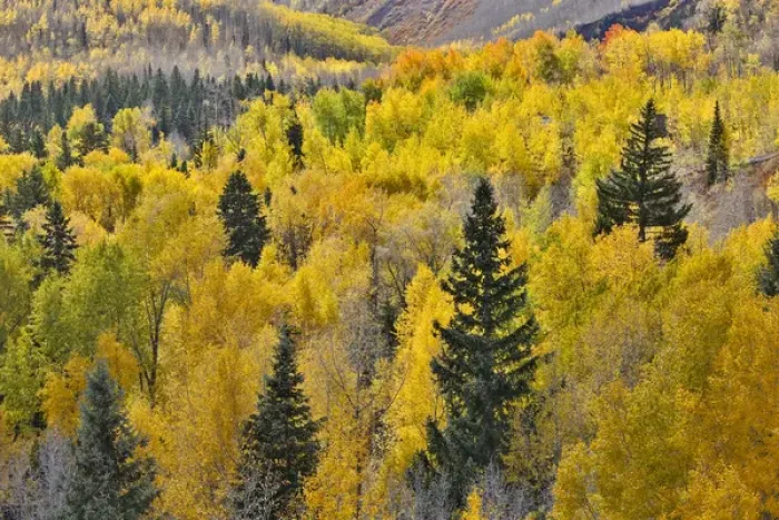 Framed Print : Aspen Grove in glowing golden colors of autumn near Aspen Township, Colorado Framed Print : Aspen Grove in glowing golden colors of autumn near Aspen Township, Colorado