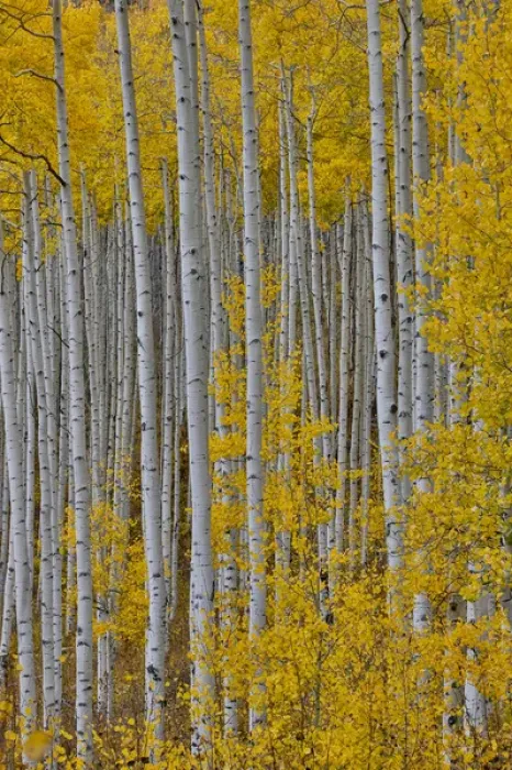 Framed Print : Aspen Grove in glowing golden colors of autumn near Aspen Township, Colorado