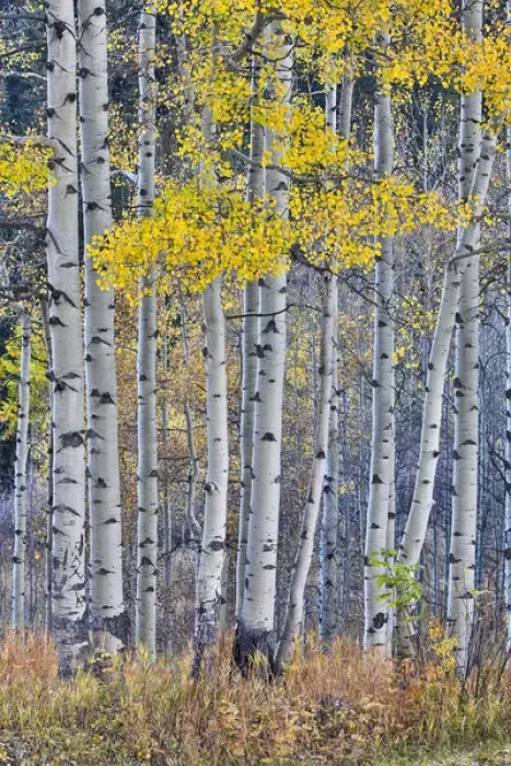 Framed Print : Aspen Grove in glowing golden colors of autumn near Aspen Township, Colorado