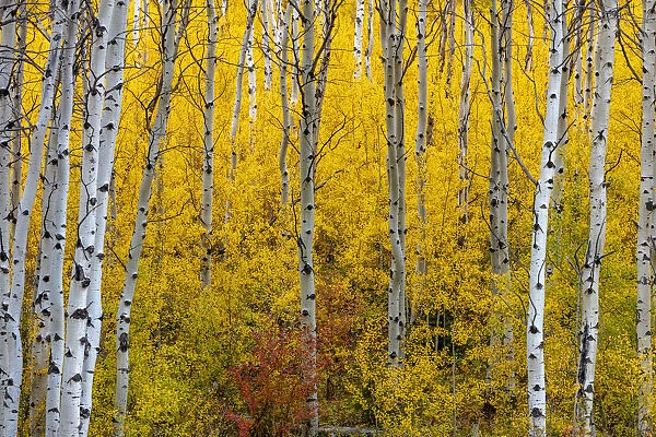 Aspen grove in peak fall colors in Glacier National Park, Montana, USA