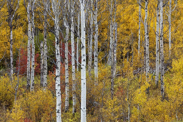 Aspen grove in peak fall colors in Glacier National Park, Montana, USA