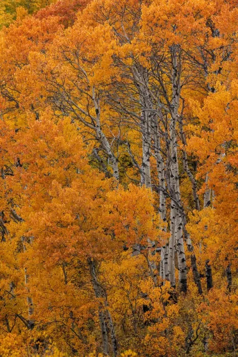 Framed Print : Aspen grove in peak fall colors in Glacier National Park, Montana, USA Framed Print : Aspen grove in peak fall colors in Glacier National Park, Montana, USA