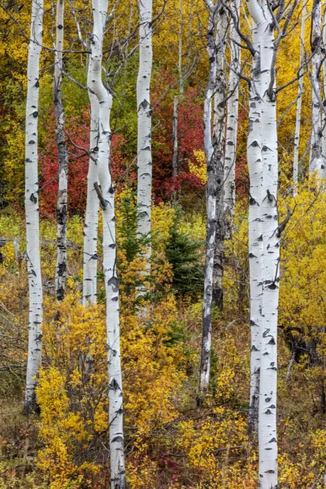 Framed Print : Aspen grove in peak fall colors in Glacier National Park, Montana, USA Framed Print : Aspen grove in peak fall colors in Glacier National Park, Montana, USA