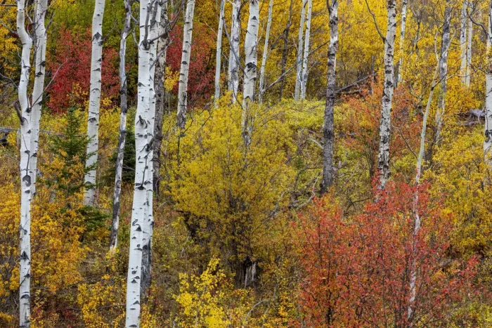 Framed Print : Aspen grove in peak fall colors in Glacier National Park, Montana, USA