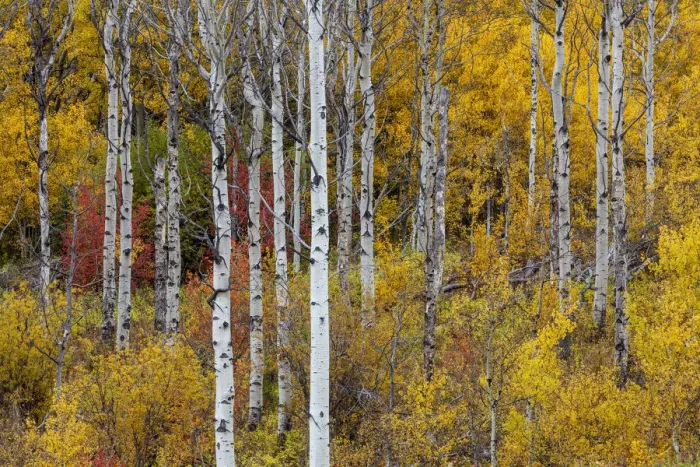 Framed Print : Aspen grove in peak fall colors in Glacier National Park, Montana, USA Framed Print : Aspen grove in peak fall colors in Glacier National Park, Montana, USA